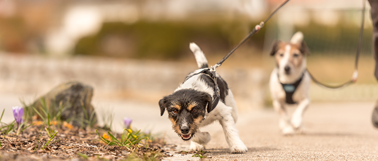 How to Stop Your Dog Pulling on a Lead