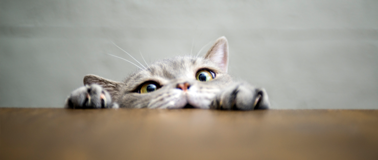 Why Does My Cat Do That? – Common Questions and Answers on Cat Behaviour 