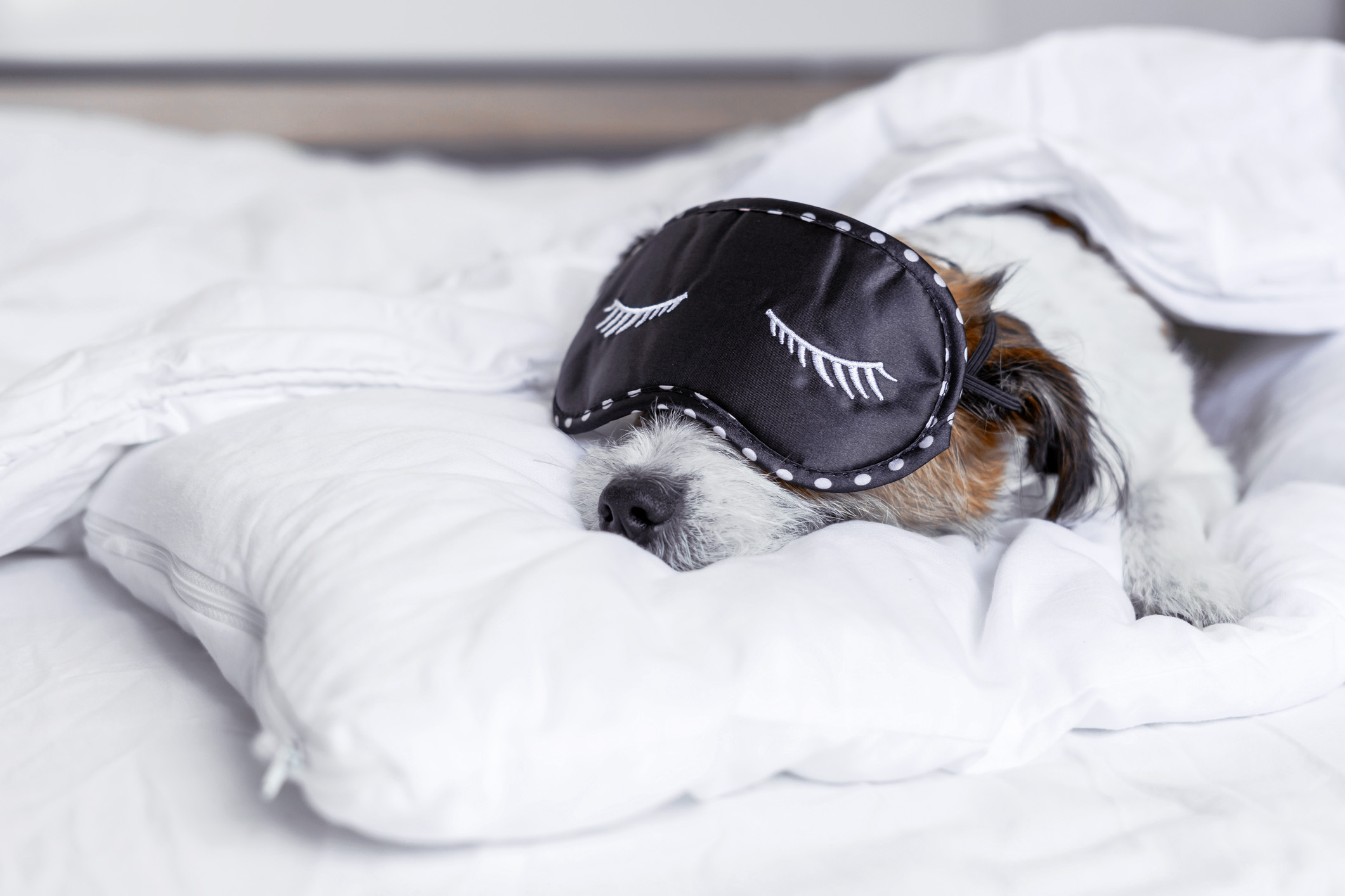 Sleeping with your dog, is it better or worse for a good night's sleep?