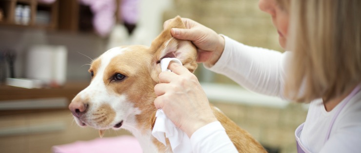 Cleaning Your Dog's Ears Safely 