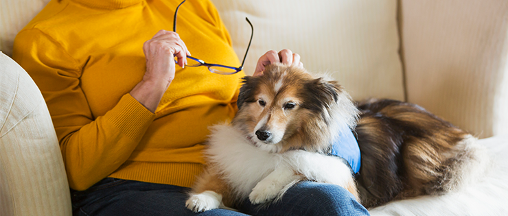 What Is a Therapy Dog and What Do They Do?