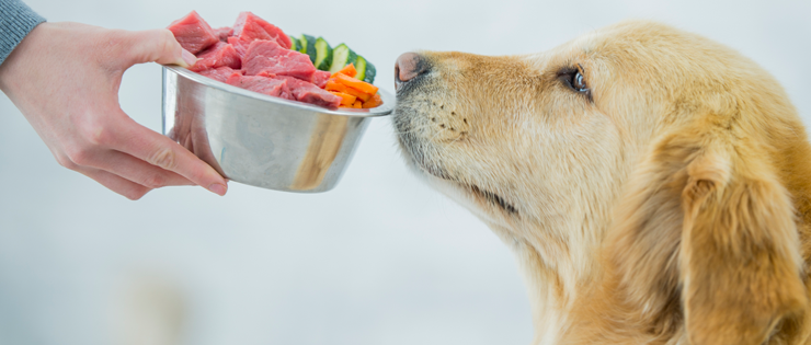Is Your Dog a Fussy Eater? Here’s What You Can Do