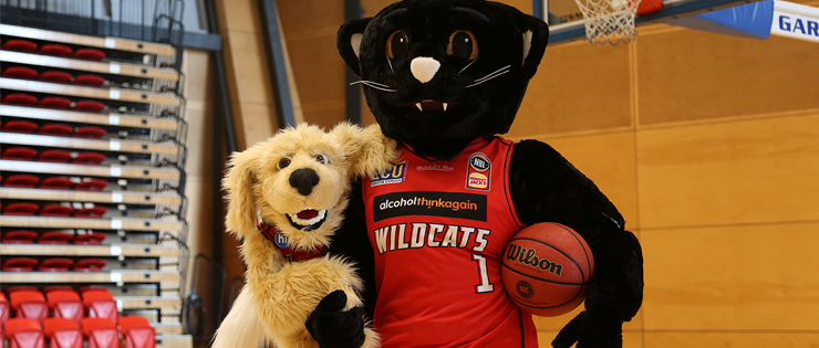 HIF & Perth Wildcats' Partnership Continues - HIF