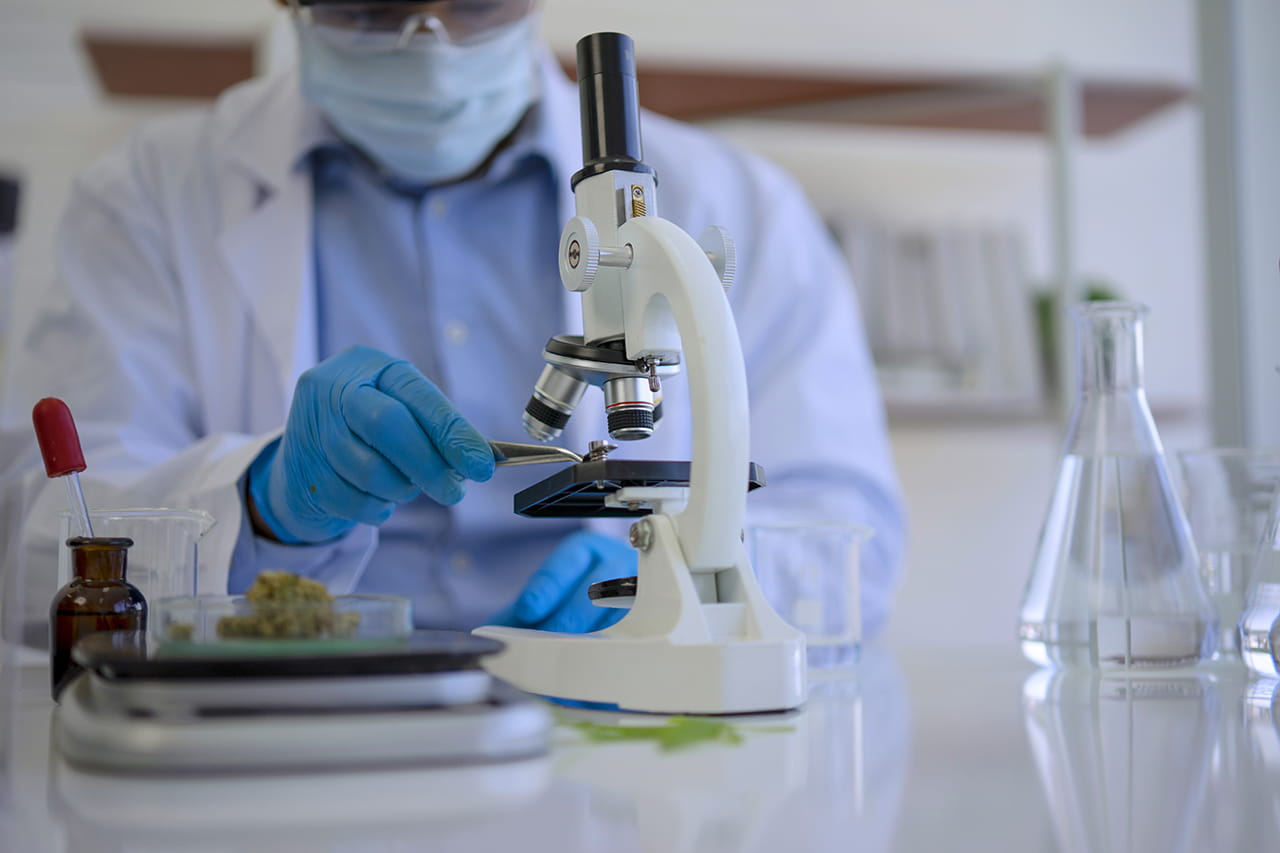 Researcher looking at medicinal cannabis under a microscope
