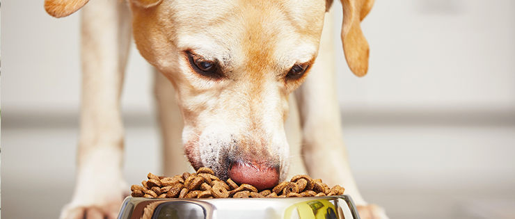food aggression in dogs food aggression in dogs and what to do about it food aggression in dogs food aggression in dogs and what to do about it